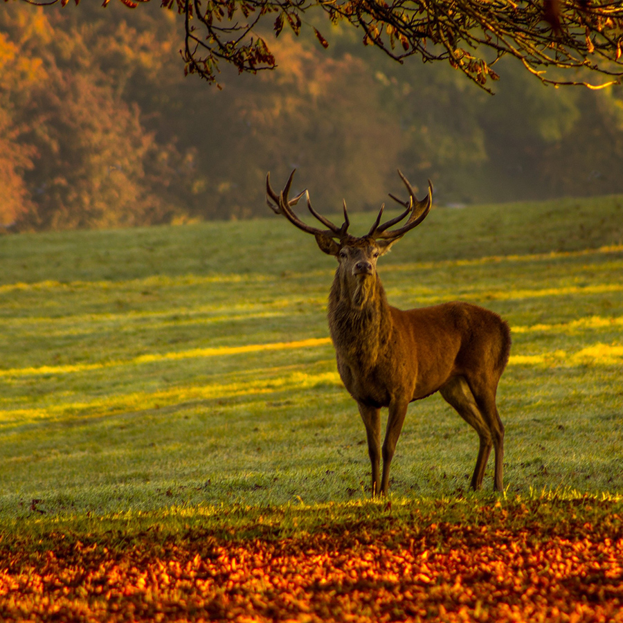 Hirsch in der Natur